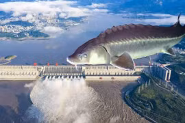 Con cá to nhất trong "thiên đường cá" của Trung Quốc lớn cỡ nào?