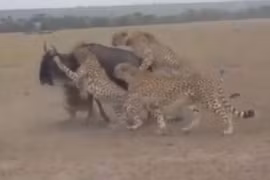 Video: Báo săn “quây hội đồng” giết linh dương đầu bò