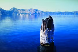 Bí ẩn thân cây khổng lồ dựng đứng giữa hồ suốt 1 thế kỷ