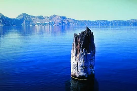 Bí ẩn thân cây khổng lồ dựng đứng giữa hồ suốt 1 thế kỷ