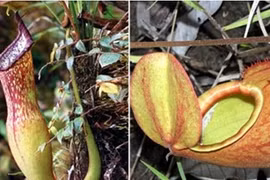 Loài cây “ăn thịt” biệt tích 100 năm... tái xuất thần kỳ ở Việt Nam