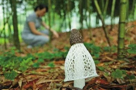  Kỳ lạ “nữ hoàng nấm” chỉ tồn tại 10 tiếng: Cực quý ở Việt Nam! 