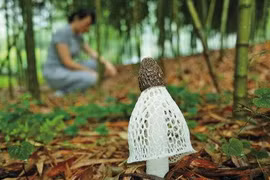  Kỳ lạ “nữ hoàng nấm” chỉ tồn tại 10 tiếng: Cực quý ở Việt Nam! 