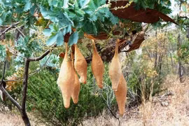 Phát hiện 6 chiếc túi lạ trên cây cọ, “chết đứng” khi biết sự thật...