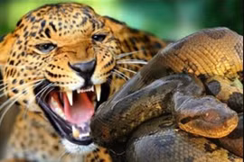 Video: Báo đốm tấn công trăn, trả thù cho con