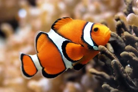 Top động vật có khả năng kháng độc lạ lùng nhất hành tinh 