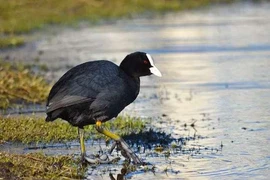 Loài chim xưa “tiến vua”, nay thành món ăn khiến đại gia Việt phát cuồng 