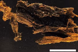 Khai quật mộ cổ, phát hiện bí mật gây ám ảnh cả nhân loại