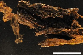 Khai quật mộ cổ, phát hiện bí mật gây ám ảnh cả nhân loại