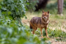 Thú hoang cực hiếm ở Việt Nam: Cứ đêm Rằm là làm chuyện kỳ lạ! 