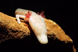 Những bậc thầy “nhịn đói” trong giới động vật: Có loài "tuyệt thực" 30 năm