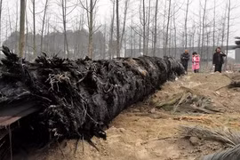 Nguồn nước của làng bỗng cạn kiệt, chuyên gia phán: "Do báu vật trăm tỷ"