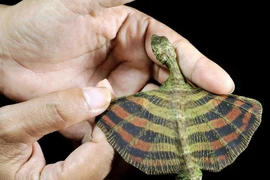 Top sinh vật kỳ dị “ngoài hành tinh” tồn tại trên Trái Đất 