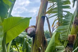 Chuyện lạ Quảng Bình: Cây chuối mọc bắp, trổ buồng ở giữa thân