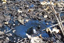 8 “quái vật” đã tuyệt chủng bất ngờ lộ diện trong hồ tử thần 