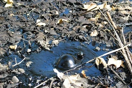 8 “quái vật” đã tuyệt chủng bất ngờ lộ diện trong hồ tử thần 