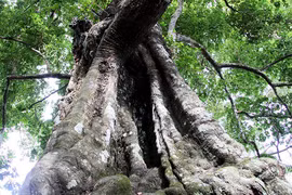 Cận cảnh “cây thị ăn thề” được công nhận cây Di sản Việt Nam