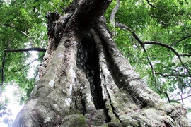 Cận cảnh “cây thị ăn thề” được công nhận cây Di sản Việt Nam