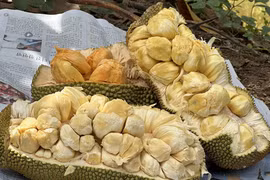 Mít thơm lừng mùi sầu riêng, mít 'khủng' 40 kg/quả ở Việt Nam