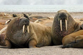 Loài động vật nào có lực cắn đáng sợ nhất hành tinh?