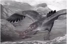 Chân dung loài “hải âu quái vật”, nỗi ám ảnh thời cổ đại 