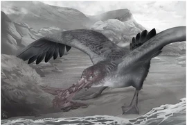 Chân dung loài “hải âu quái vật”, nỗi ám ảnh thời cổ đại 