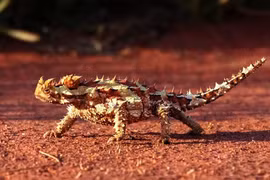 Top động vật kỳ dị nhất thế giới, số 3 miễn nhiễm với ung thư