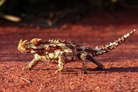 Top động vật kỳ dị nhất thế giới, số 3 miễn nhiễm với ung thư