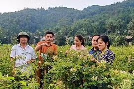 Một nơi xa xôi ở Thanh Hóa, nông dân trồng vô số cây dược liệu