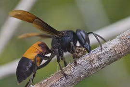 Top động vật hiếu chiến nhất thế giới: Việt Nam góp một loài! 