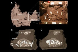 Khai quật mộ cổ, giật mình khi phát hiện hài cốt “loài người ma" 