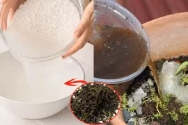 Dùng nước vo gạo ngâm với thứ này đổ vào chậu cây, cây xanh tốt