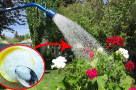 Dùng 2 loại gia vị hòa với nước tưới cho cây, cây xanh tốt 