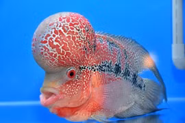 Loài cá cảnh độc đáo nhất Việt Nam: Giá “chát” đến trăm triệu đồng!