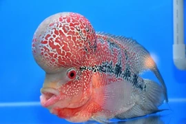 Loài cá cảnh độc đáo nhất Việt Nam: Giá “chát” đến trăm triệu đồng!