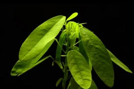 Cận cảnh loài cây biết “nhảy múa” khi nghe thấy âm thanh