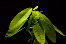 Cận cảnh loài cây biết “nhảy múa” khi nghe thấy âm thanh