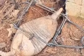 Đặt bẫy kẻ trộm gà, bất ngờ tóm được “sinh vật lạ” cực nguy hiểm