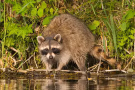 Bật mí những sự thật bất ngờ về động vật