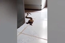 Chuẩn bị ăn cơm, tái mặt thấy “quái vật” trong bếp