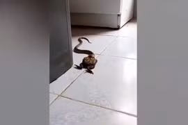 Chuẩn bị ăn cơm, tái mặt thấy “quái vật” trong bếp