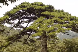 Sửng sốt cây quý "Long trảo tùng" khiến ngôi chùa ngàn tuổi phải đổi tên