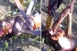 Video: Trăn khổng lồ bị chém “banh xác” vì cả gan săn trộm chó