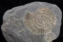 Soi "quái vật biến thành vàng" 183 triệu tuổi, sự thật được giải mã 