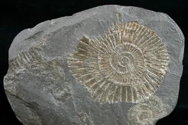 Soi "quái vật biến thành vàng" 183 triệu tuổi, sự thật được giải mã 