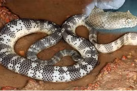 Rợn người loài rắn độc nhất Việt Nam, hổ mang chúa vẫn kém xa