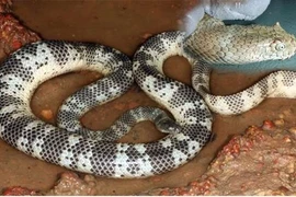 Rợn người loài rắn độc nhất Việt Nam, hổ mang chúa vẫn kém xa