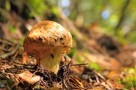 Việt Nam sở hữu “vua của các loại nấm": Thế giới chưa ai trồng được! 