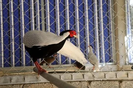 Chiêm ngưỡng loài gà quý hiếm tại Khu bảo tồn thiên nhiên Pù Hu