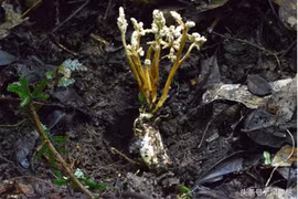 Kỳ lạ ve có sừng trên đầu: Hiếm nhưng chớ dại... đụng vào